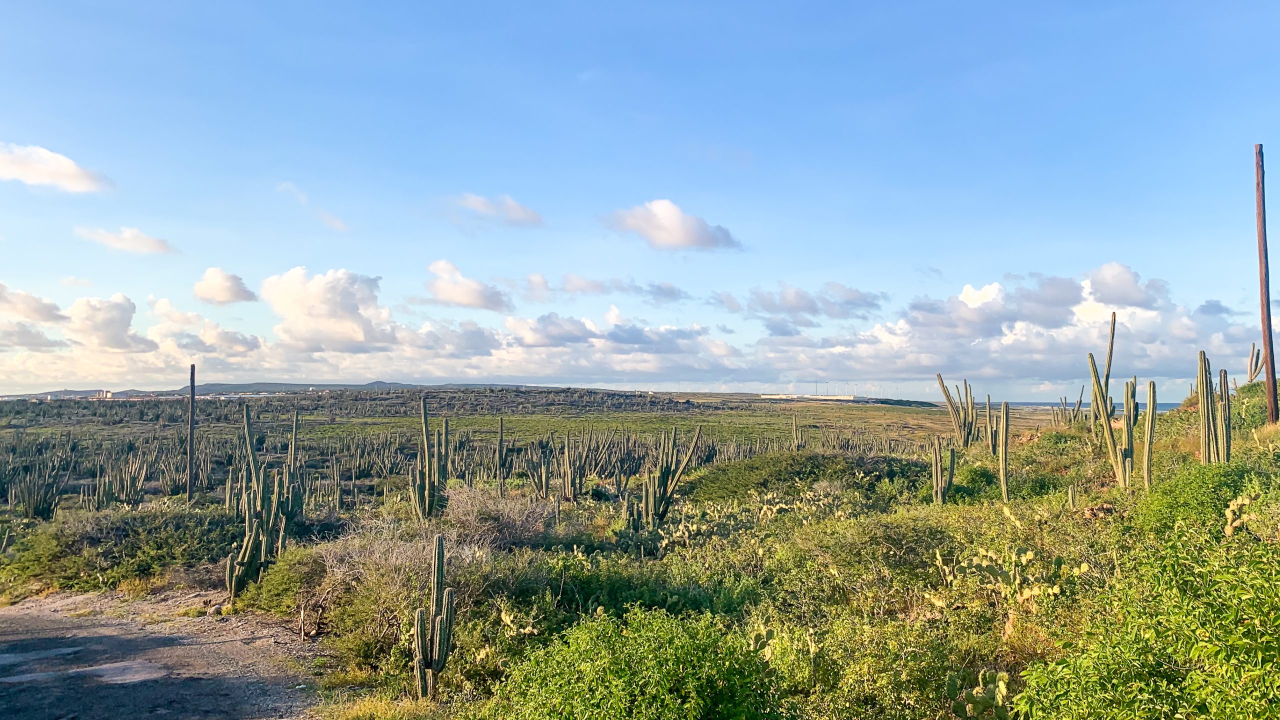 Cactus fields in eastern Aruba